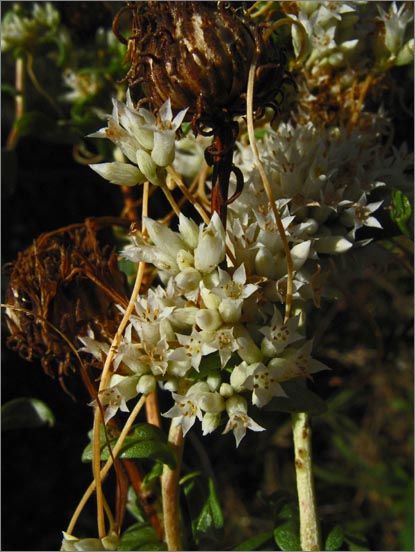 sm 3920 Western Dodder.jpg - Western Dodder (Cuscuta californica var. brevifolia): A native which cannot produce it’s own food so it parasitizes Gumplants.